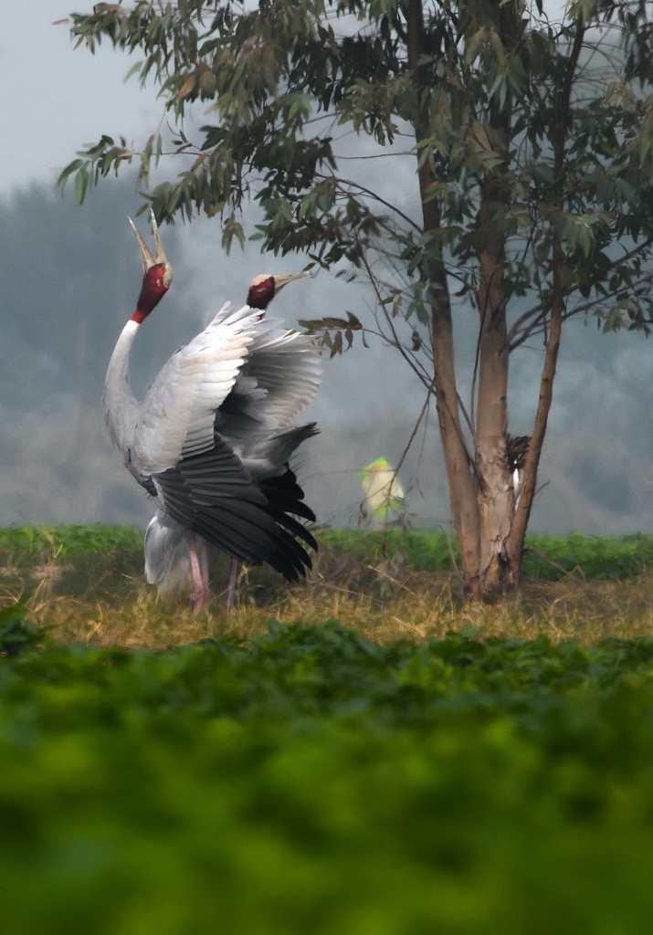 wildlife